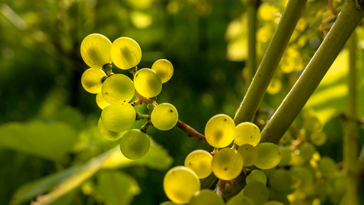 Solarisdruer på planten i en svensk vinmark